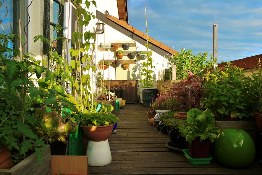 Wie Pflanze ich Gemüse auf dem Balkon?