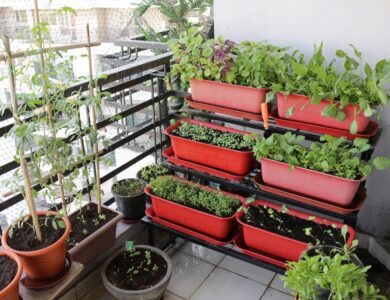 Welches Gemüse kann man am Balkon Pflanzen?
